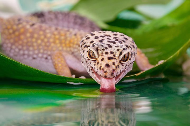 Leopardgecko