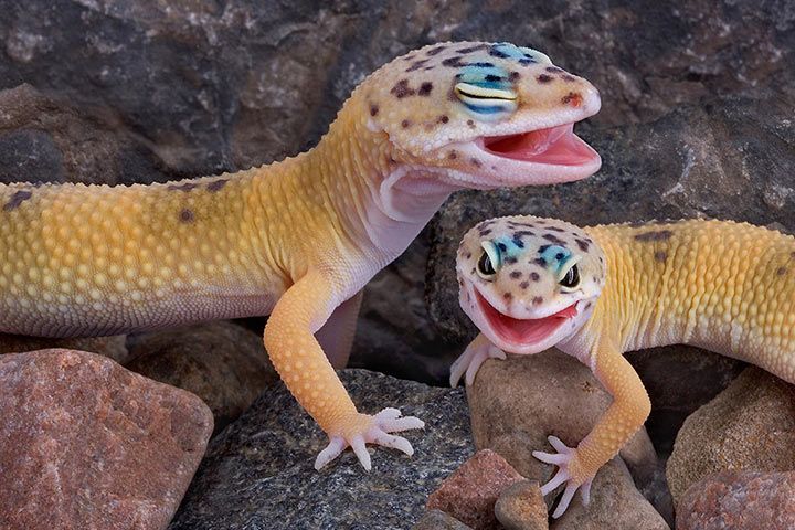 Leopardgecko