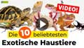 Video Exotische Haustiere