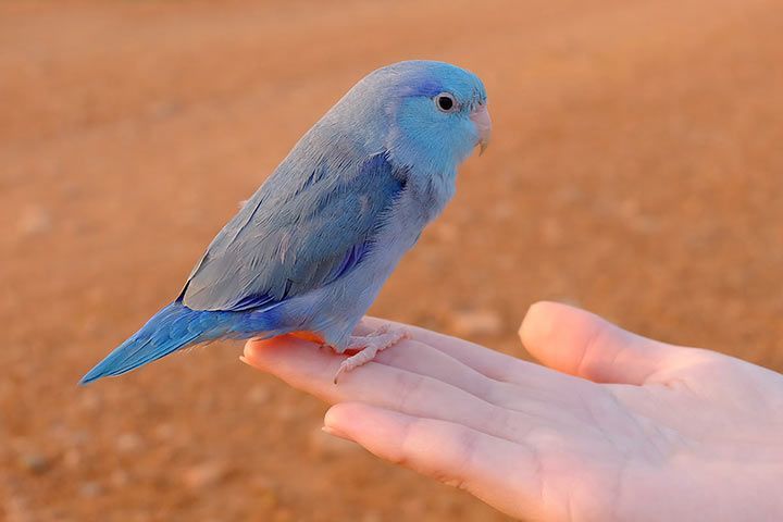 Blaugenick-Sperlingspapagei