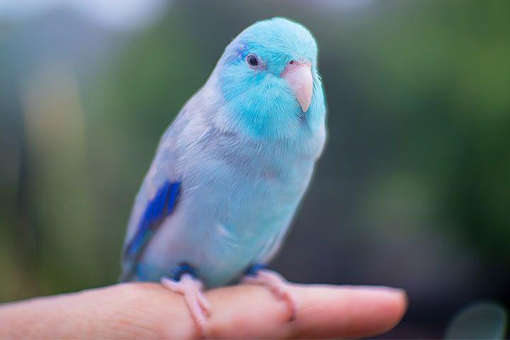 Blaugenick-Sperlingspapagei