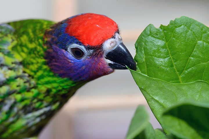 Veilchenlori