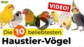 Video: Die 10 beliebtesten Haustier-Vögel