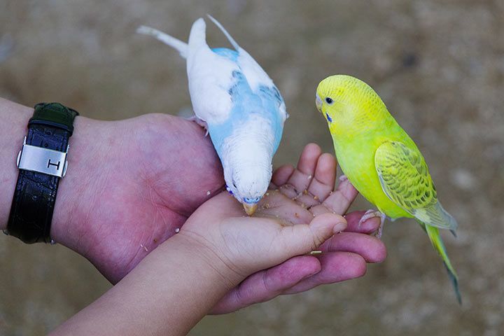 Wellensittiche auf der Hand