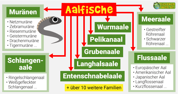 Stammbaum der Aalfische