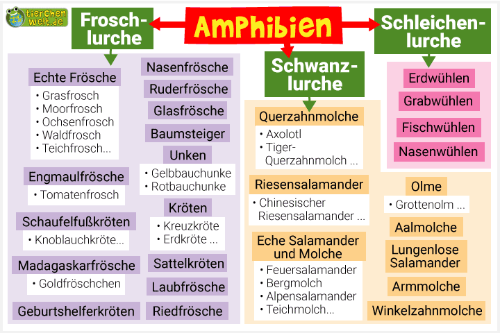 Stammbaum der Amphibien 
