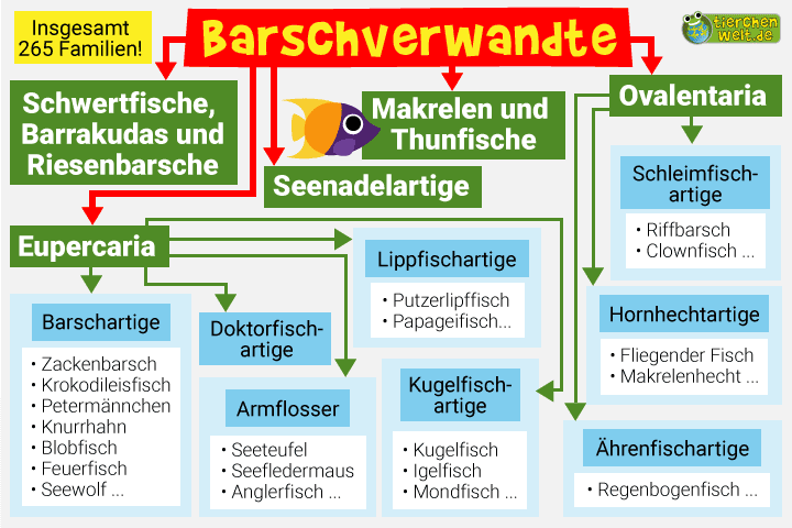 Stammbaum der Barschartigen