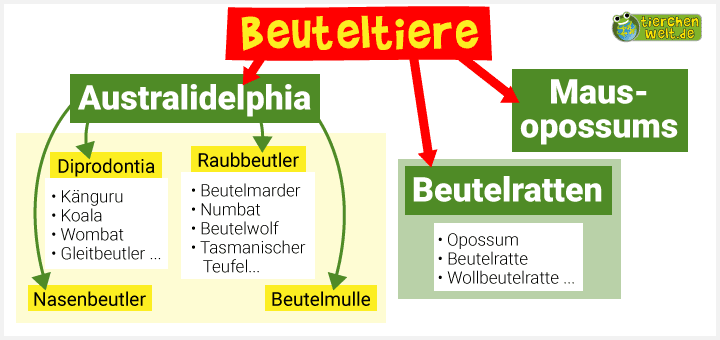 Stammbaum der Beuteltiere