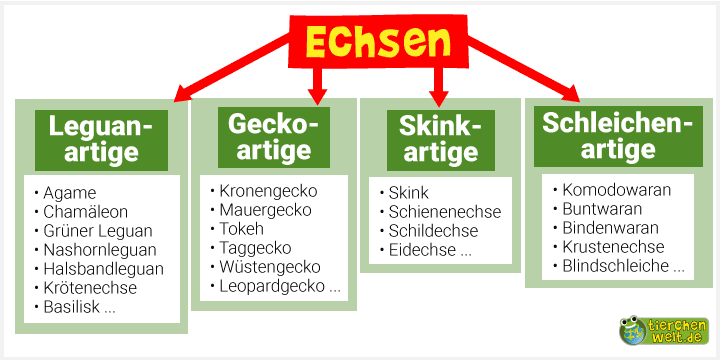 Stammbaum der Echsen