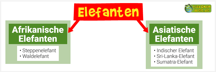 Stammbaum der Elefanten