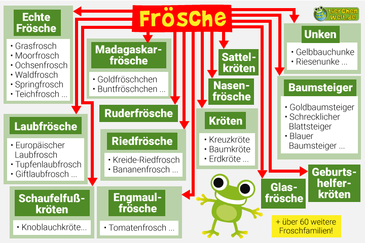 Stammbaum der Frösche