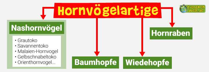 Stammbaum der Hornvögel