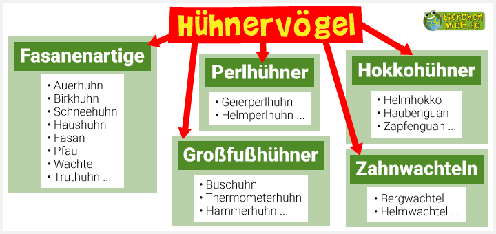 Stammbaum der Hühnervögel