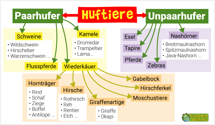 Stammbaum der Huftiere