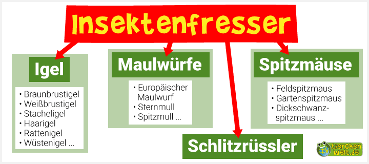 Stammbaum der Insektenfresser