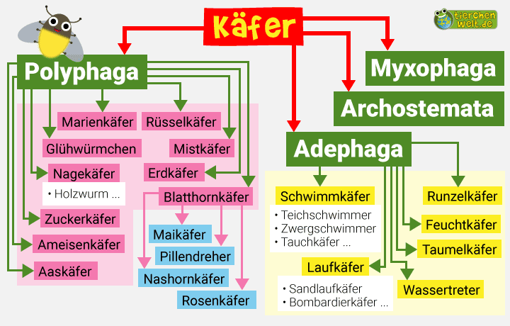 Stammbaum der Käfer