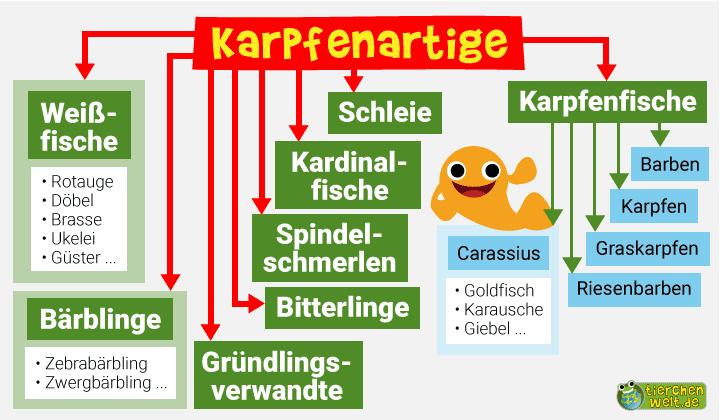 Stammbaum der Karpfenartigen