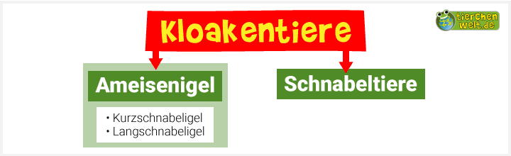 Stammbaum der Kloakentiere