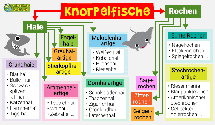 Stammbaum der Haie und Rochen