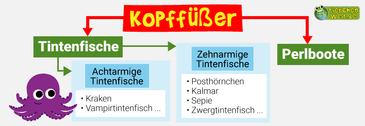 Stammbaum der Kopffüßer