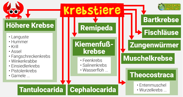 Stammbaum der Krebstiere