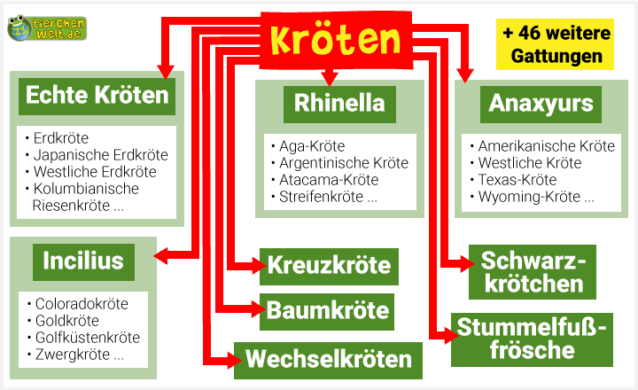 Stammbaum der Kröten