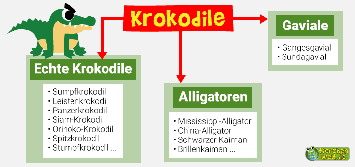 Stammbaum der Krokodile