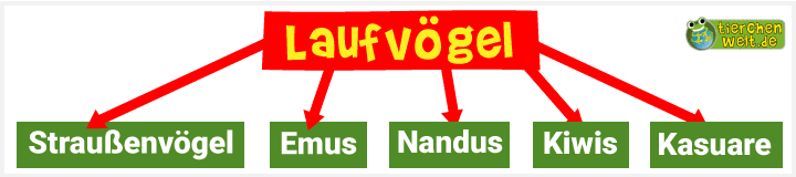 Stammbaum der Laufvögel