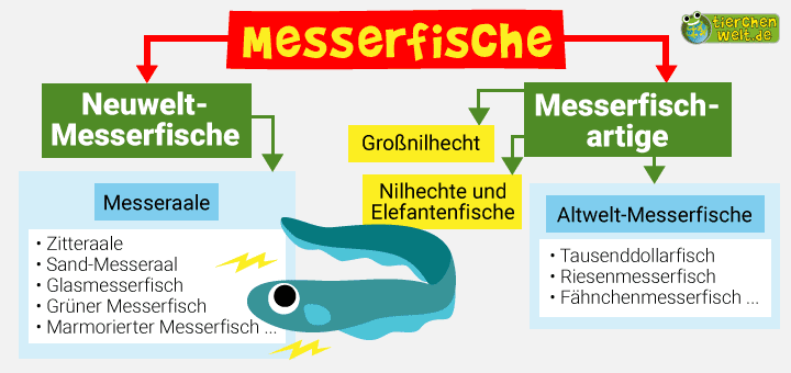 Stammbaum der Messerfische