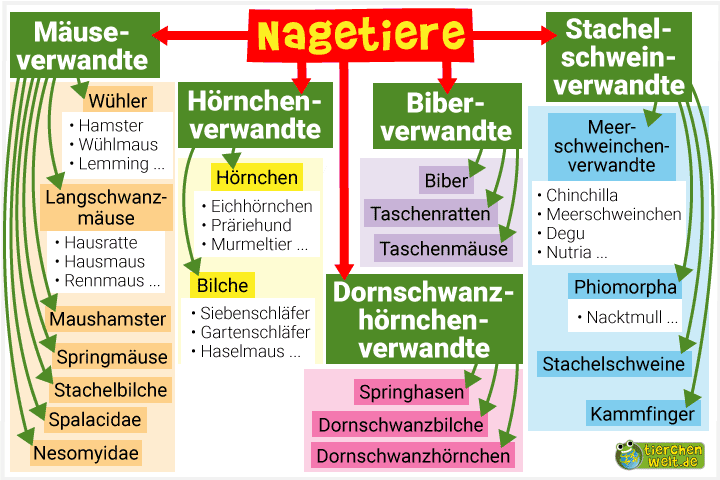 Stammbaum der Nagetiere
