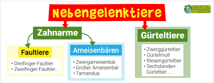 Stammbaum der Nebengelenktiere