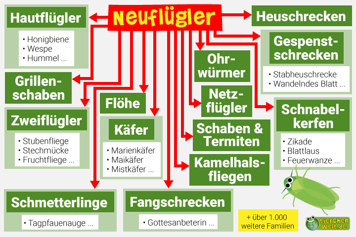 Stammbaum der Neuflügler