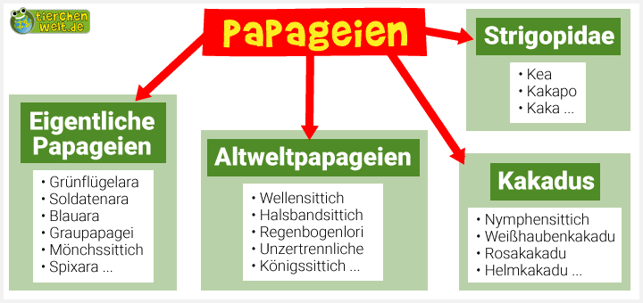 Stammbaum der Papageien