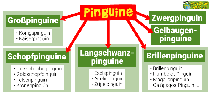 Stammbaum der Pinguine