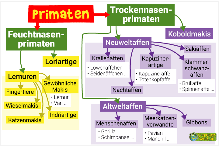 Stammbaum der Primaten