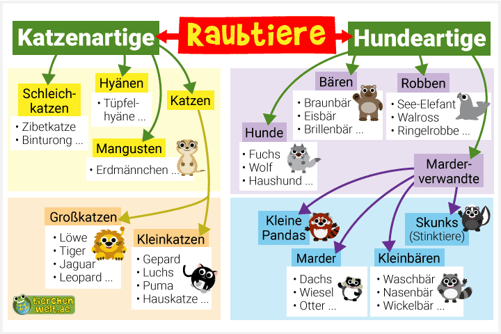 Stammbaum der Raubtiere