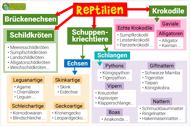 Stammbaum der Reptilien 