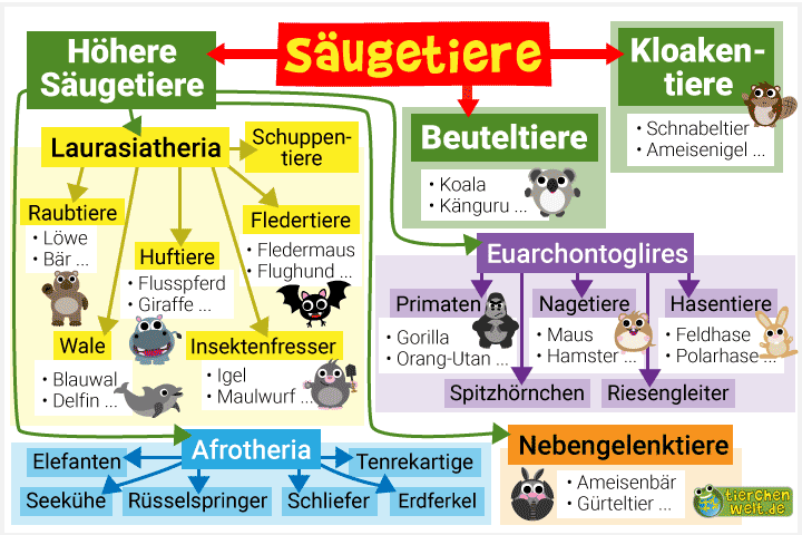 Stammbaum der Säugetiere