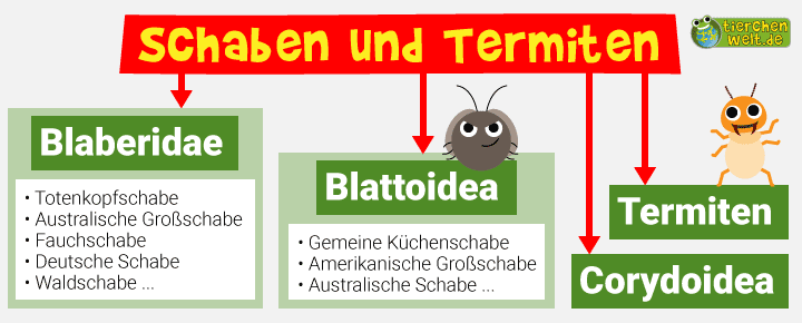 Stammbaum der Schaben und Termiten