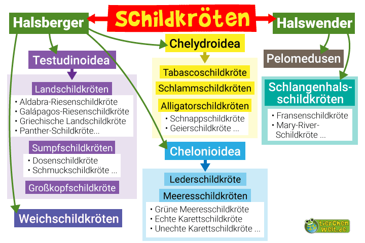 Stammbaum der Schildkröten