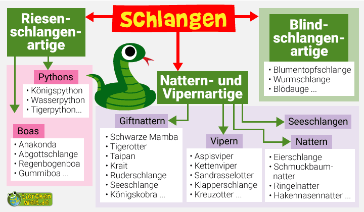 Stammbaum der Schlangen