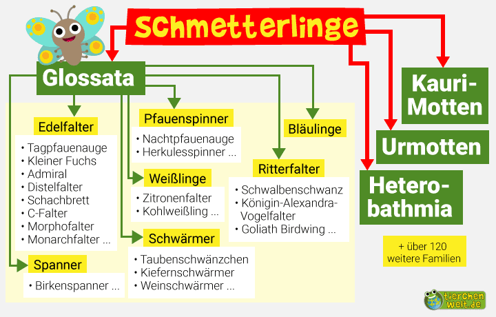 Stammbaum der Schmetterlinge
