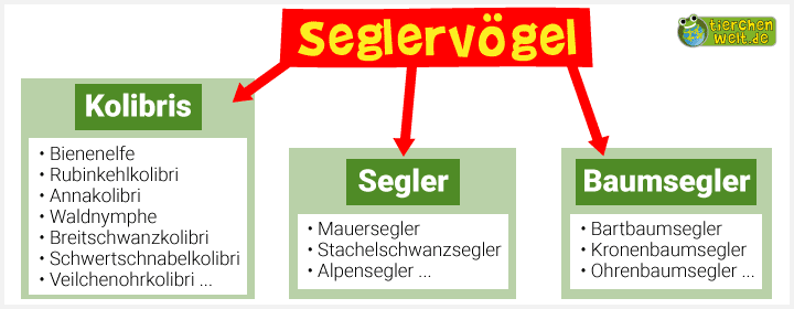 Stammbaum der Seglervögel