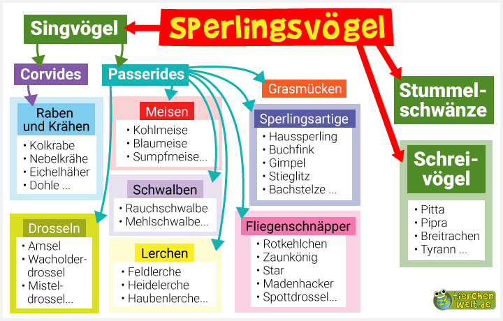 Stammbaum der Sperlingsvögel