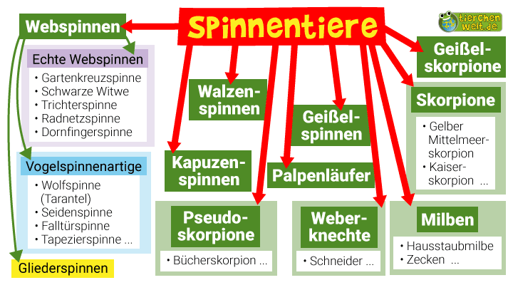 Stammbaum der Spinnentiere