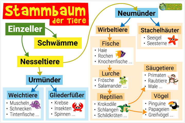 Stammbaum der Tiere