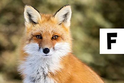 Tiernamen A Bis Z
