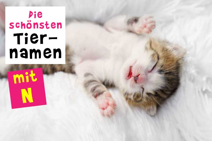 Tiernamen von A bis Z