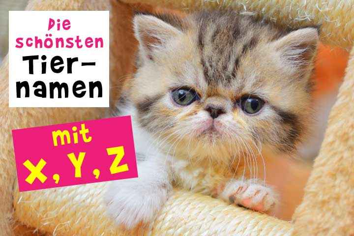 Tiernamen von A bis Z