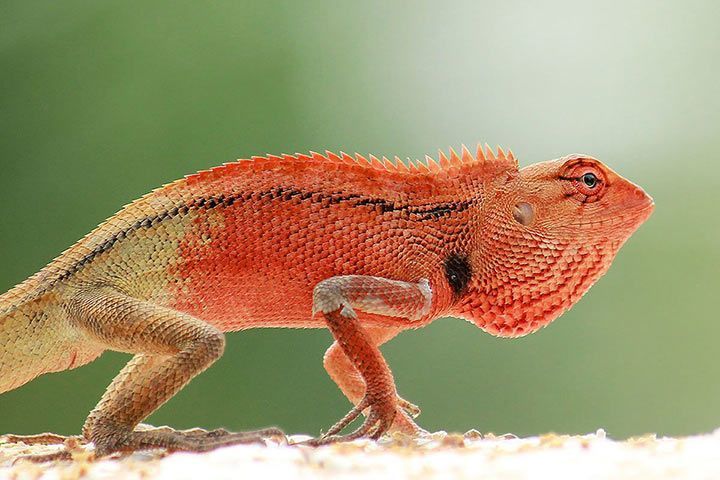 Tiernamen für rote Tiere